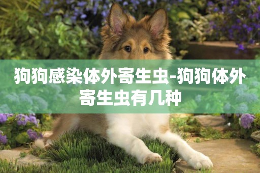 狗狗感染體外寄生蟲-狗狗體外寄生蟲有幾種