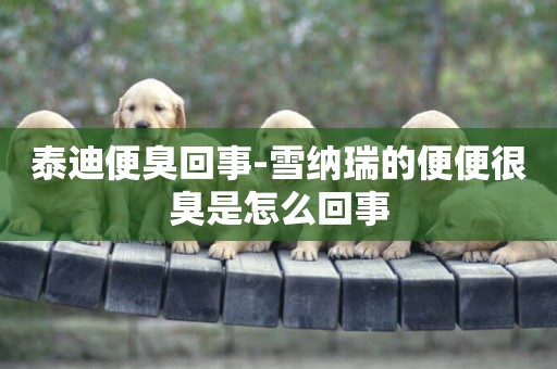泰迪便臭回事-雪納瑞的便便很臭是怎么回事