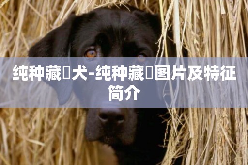 純種藏獚犬-純種藏獚圖片及特征簡介