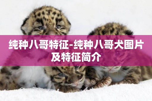 純種八哥特征-純種八哥犬圖片及特征簡介