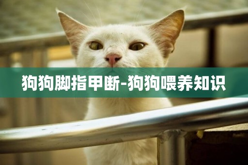 狗狗腳指甲斷-狗狗喂養知識