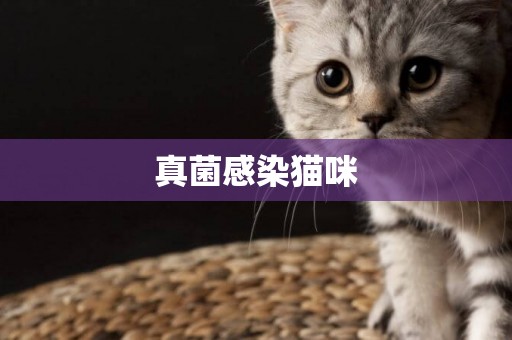 真菌感染貓咪