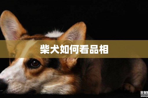 柴犬如何看品相