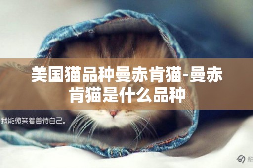 美國貓品種曼赤肯貓-曼赤肯貓是什么品種