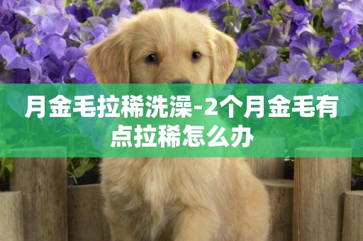 月金毛拉稀洗澡-2個月金毛有點拉稀怎么辦