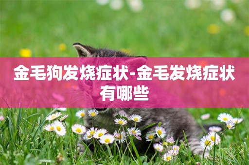 金毛狗發燒癥狀-金毛發燒癥狀有哪些