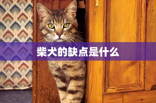 柴犬的缺點是什么