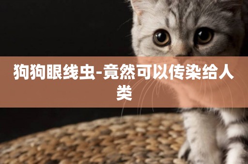 狗狗眼線蟲-竟然可以傳染給人類