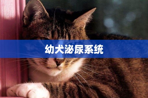 幼犬泌尿系統