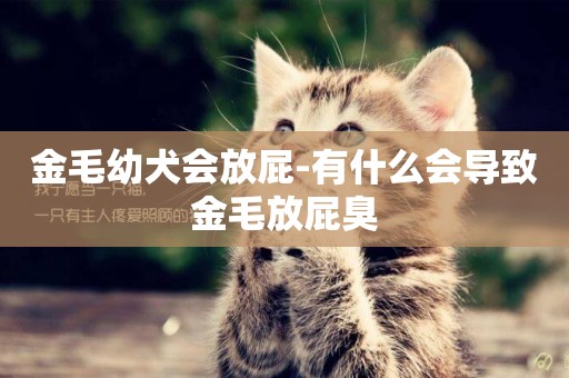 金毛幼犬會放屁-有什么會導致金毛放屁臭