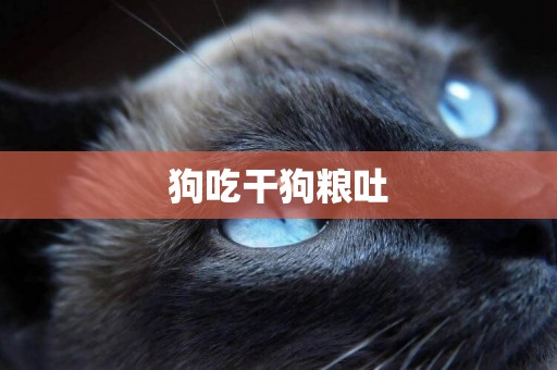 狗吃干狗糧吐