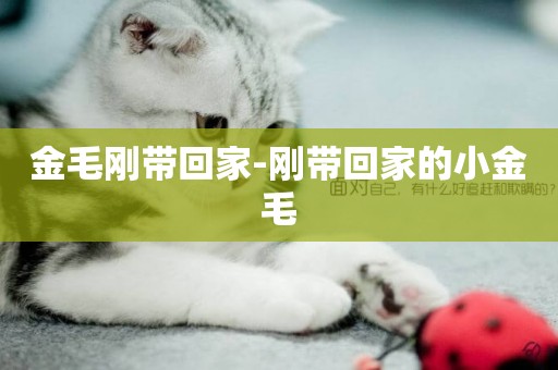 金毛剛帶回家-剛帶回家的小金毛