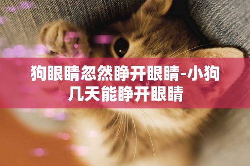 狗眼睛忽然睜開眼睛-小狗幾天能睜開眼睛