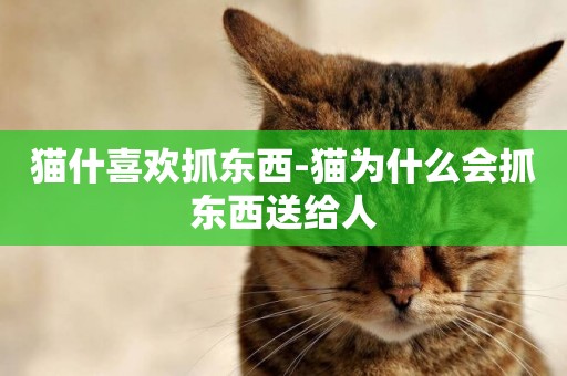 貓什喜歡抓東西-貓為什么會抓東西送給人