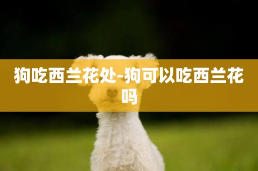 狗吃西蘭花處-狗可以吃西蘭花嗎