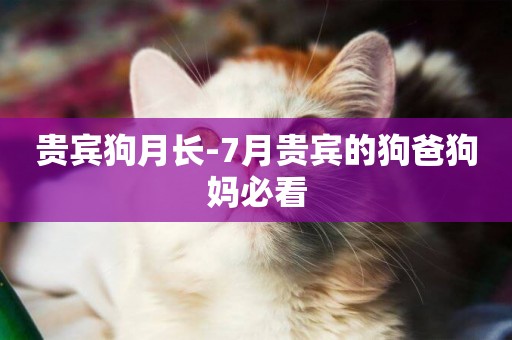 貴賓狗月長-7月貴賓的狗爸狗媽必看