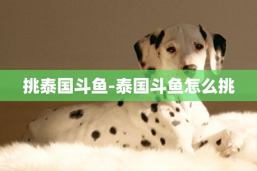 挑泰國斗魚-泰國斗魚怎么挑