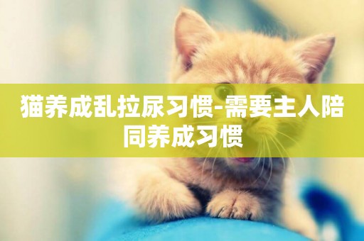 貓養成亂拉尿習慣-需要主人陪同養成習慣