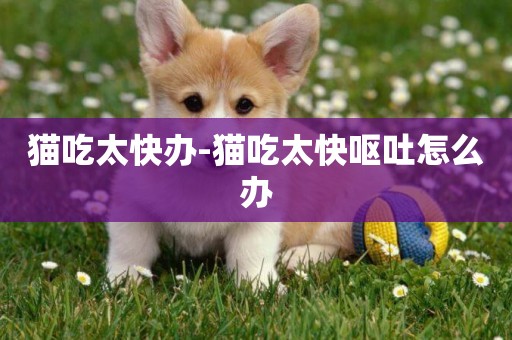貓吃太快辦-貓吃太快嘔吐怎么辦