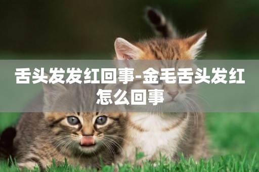 舌頭發發紅回事-金毛舌頭發紅怎么回事