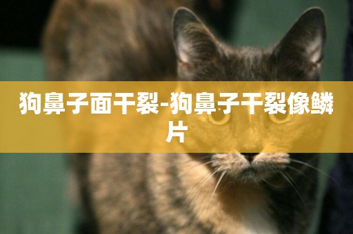 狗鼻子面干裂-狗鼻子干裂像鱗片