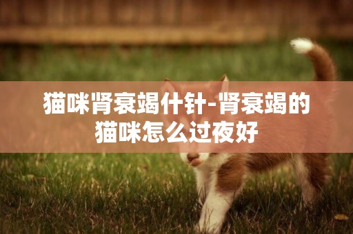 貓咪腎衰竭什針-腎衰竭的貓咪怎么過夜好