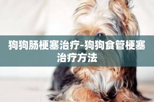 狗狗腸梗塞治療-狗狗食管梗塞治療方法