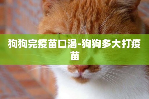 狗狗完疫苗口渴-狗狗多大打疫苗