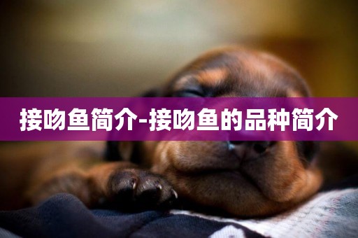 接吻魚簡介-接吻魚的品種簡介