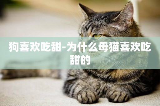狗喜歡吃甜-為什么母貓喜歡吃甜的