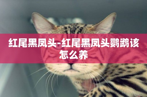紅尾黑鳳頭-紅尾黑鳳頭鸚鵡該怎么養