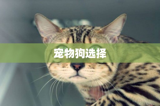 寵物狗選擇