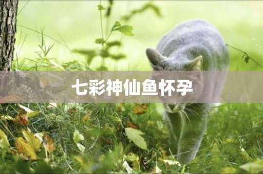 七彩神仙魚懷孕
