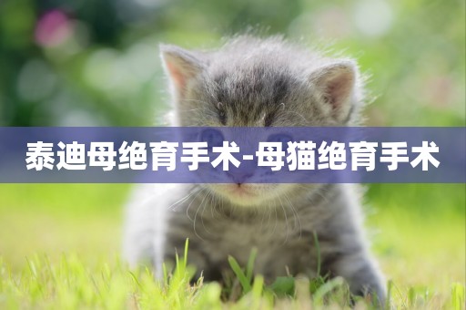 泰迪母絕育手術-母貓絕育手術
