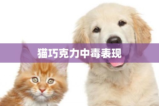 貓巧克力中毒表現