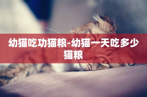 幼貓吃功貓糧-幼貓一天吃多少貓糧