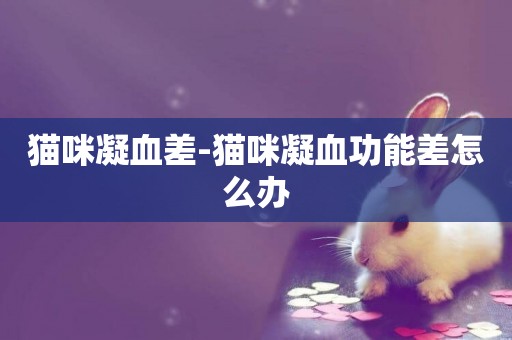 貓咪凝血差-貓咪凝血功能差怎么辦
