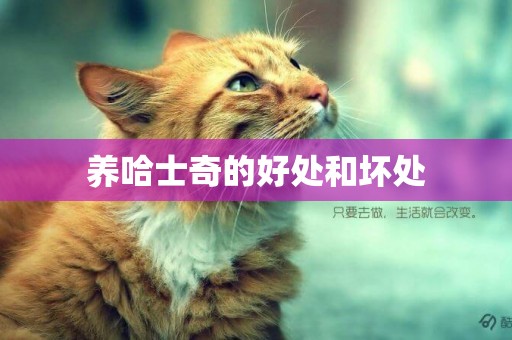 養哈士奇的好處和壞處