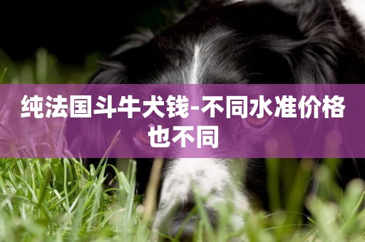 純法國斗牛犬錢-不同水準價格也不同