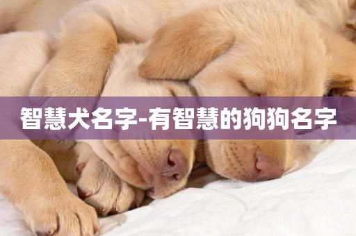 智慧犬名字-有智慧的狗狗名字