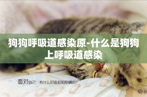 狗狗呼吸道感染原-什么是狗狗上呼吸道感染