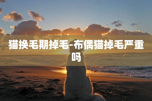 貓換毛期掉毛-布偶貓掉毛嚴重嗎