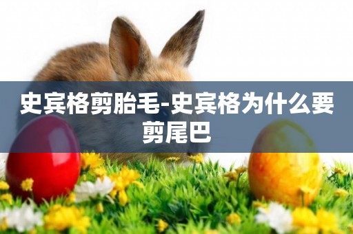 史賓格剪胎毛-史賓格為什么要剪尾巴