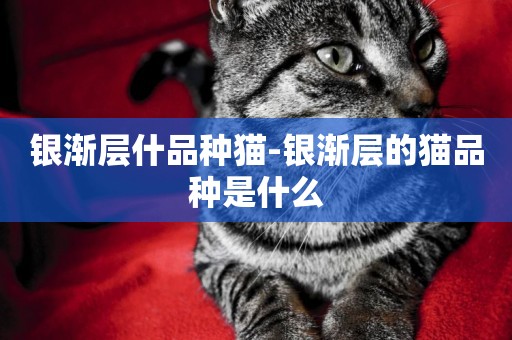 銀漸層什品種貓-銀漸層的貓品種是什么