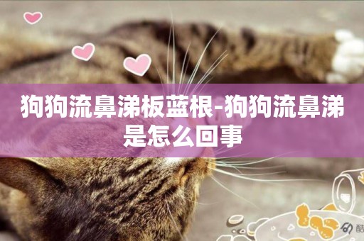 狗狗流鼻涕板藍根-狗狗流鼻涕是怎么回事
