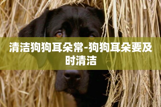 清潔狗狗耳朵常-狗狗耳朵要及時清潔