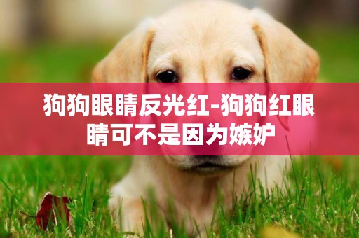 狗狗眼睛反光紅-狗狗紅眼睛可不是因為嫉妒