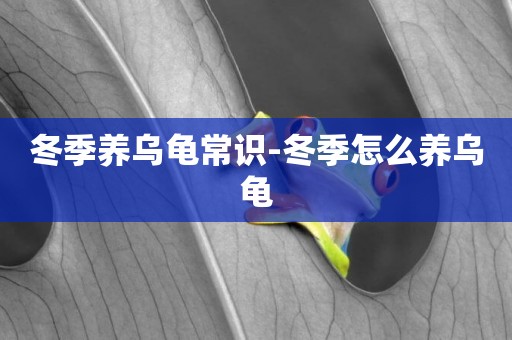 冬季養烏龜常識-冬季怎么養烏龜
