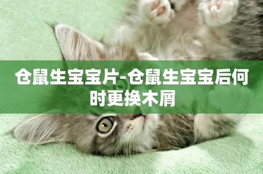 倉鼠生寶寶片-倉鼠生寶寶后何時更換木屑