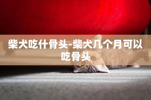 柴犬吃什骨頭-柴犬幾個月可以吃骨頭